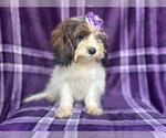 Small #4 ShihPoo