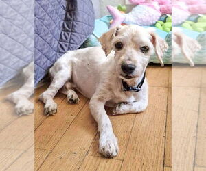 Maltese-Unknown Mix Dogs for adoption in Corona, CA, USA