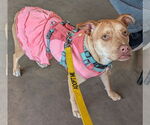 Small #3 Labrador Retriever Mix