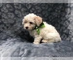 Small Photo #2 Poochon Puppy For Sale in LAKELAND, FL, USA