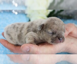 French Bulldog Puppy for sale in FREDERICKSBG, OH, USA