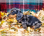 Small Photo #29 Dachshund Puppy For Sale in WAKARUSA, IN, USA
