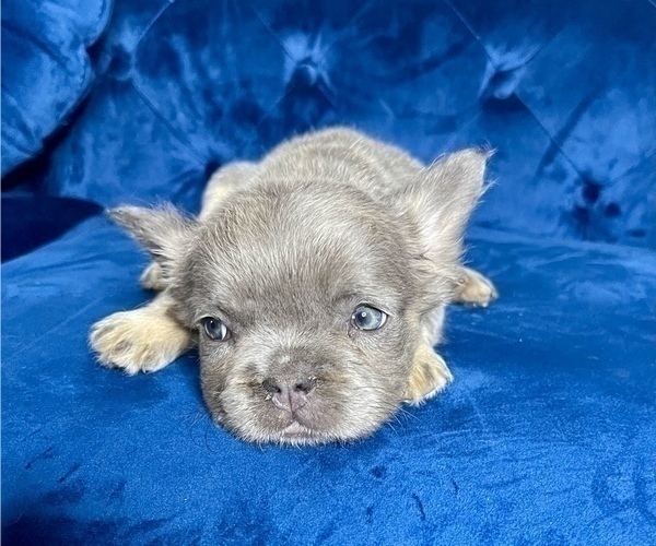 Medium Photo #10 French Bulldog Puppy For Sale in DAYTON, OH, USA