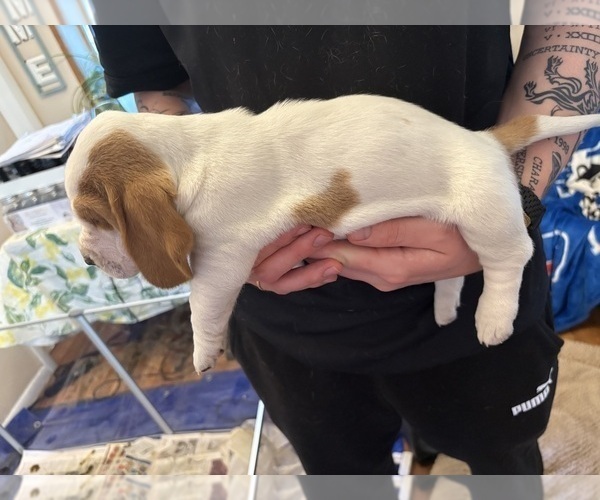Medium Photo #17 Basset Hound Puppy For Sale in VERNON ROCKVILLE, CT, USA
