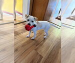 Piggy Pups : Priscilla Pigsley - Female Jack Russell Terrier-Unknown Mix Dog for Adoption - Small photo