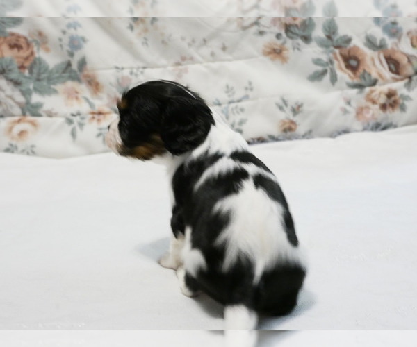 Medium Photo #9 Cavalier King Charles Spaniel Puppy For Sale in MARCELLUS, MI, USA