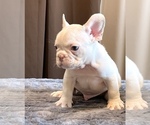 Small #3 French Bulldog