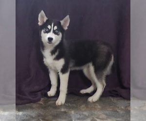 Siberian Husky Puppy for sale in SANDY HOOK, KY, USA