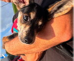 Small Photo #4 Doxle Puppy For Sale in Germantown, OH, USA
