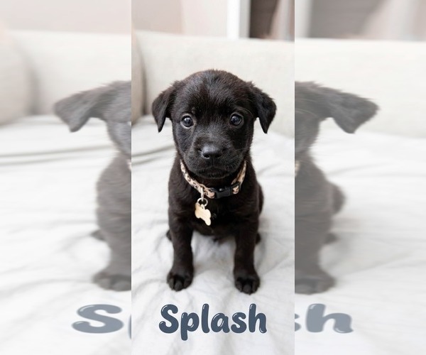 Medium Photo #5 Labrador Retriever-Unknown Mix Puppy For Sale in Holly Springs, NC, USA