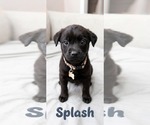 Small #4 Labrador Retriever Mix