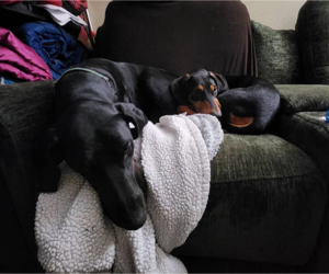 Penny - Female Doberman Pinscher Dog for Adoption - Photo #5