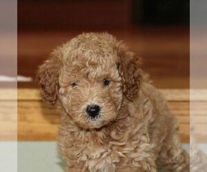 Goldendoodle-Poodle (Miniature) Mix Puppy for sale in STANLEY, WI, USA