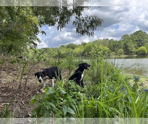 Border Collie Puppy for Sale in NAPLES, Texas USA