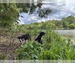 Small Photo #1 Border Collie Puppy For Sale in NAPLES, TX, USA