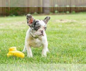 French Bulldog Puppy for Sale in NAPERVILLE, Illinois USA