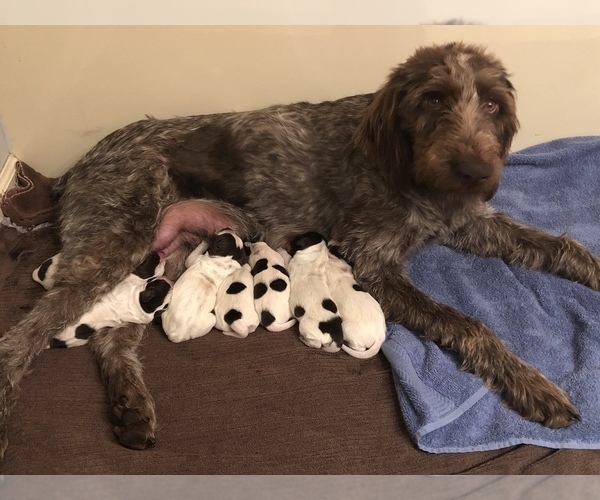 Medium Photo #1 German Wirehaired Pointer Puppy For Sale in MEBANE, NC, USA