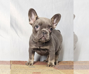 French Bulldog Puppy for sale in STUDIO CITY, CA, USA