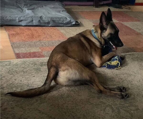 Medium Photo #4 Mutt Puppy For Sale in Imlay City, MI, USA