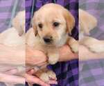 Small #10 Labrador Retriever