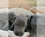 Small Photo #6 Cane Corso-Irish Wolfhound Mix Puppy For Sale in MESA, AZ, USA