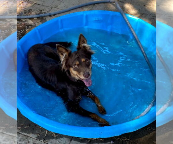 Medium Photo #2 Australian Shepherd-Unknown Mix Puppy For Sale in Lindsay, CA, USA