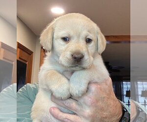 Medium Labrador Retriever