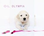 Small Photo #7 English Cream Golden Retriever Puppy For Sale in GALT, CA, USA