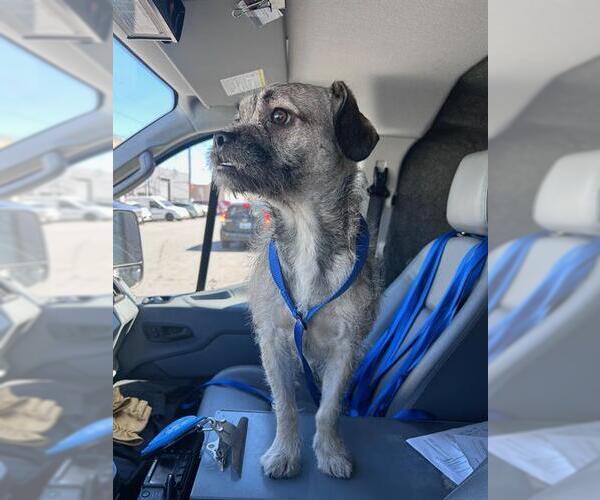 Medium Photo #1 Border Terrier-Pug Mix Puppy For Sale in San Francisco, CA, USA