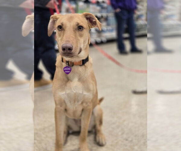 Medium Photo #5 American Pit Bull Terrier-Labrador Retriever Mix Puppy For Sale in Minneapolis, MN, USA