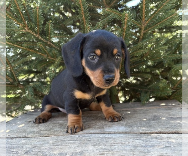 Medium Photo #4 Dachshund Puppy For Sale in MIDDLEBURY, IN, USA