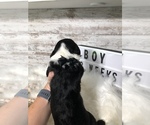 Small Photo #28 Sheepadoodle Puppy For Sale in NIXA, MO, USA