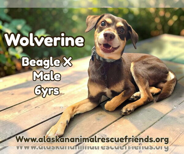 Medium Photo #1 Beagle-Siberian Husky Mix Puppy For Sale in Anchorage, AK, USA