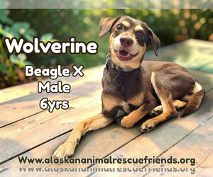 Beagle-Siberian Husky Mix Dogs for adoption in Anchorage, AK, USA