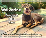 Small Beagle-Siberian Husky Mix