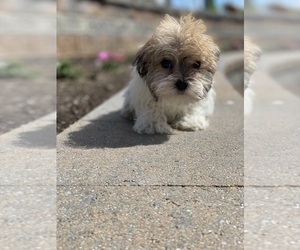 Havanese Puppy for sale in CANOGA, NY, USA