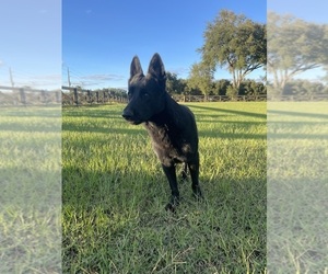 German Shepherd Dog Puppy for sale in CLERMONT, FL, USA