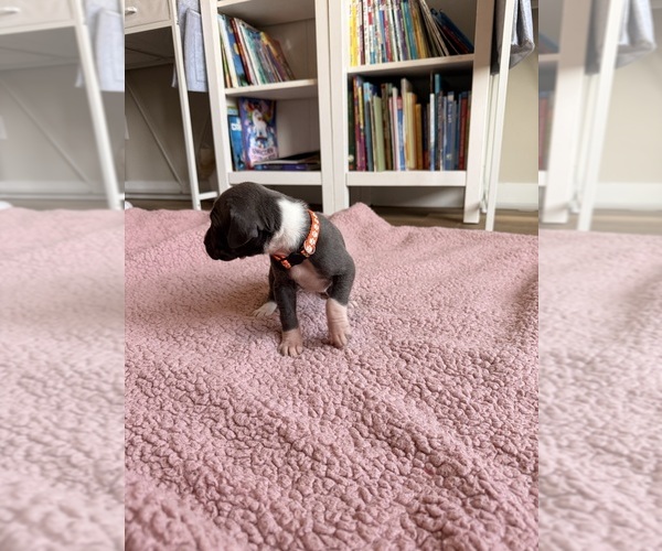 Medium Photo #1 Great Dane Puppy For Sale in BLYTHEWOOD, SC, USA