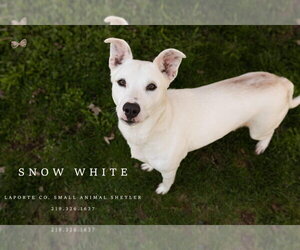 Border Collie-Jack Russell Terrier Mix Dogs for adoption in La Porte, IN, USA