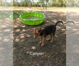German Shepherd Dog Dogs for adoption in MIDWAY, UT, USA