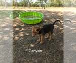 Small German Shepherd Dog