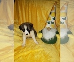 Small Photo #15 Border Collie Puppy For Sale in AIKEN, SC, USA
