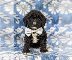 Cocker Spaniel-Poodle (Miniature) Mix Puppy for sale in PEACH BOTTOM, PA, USA
