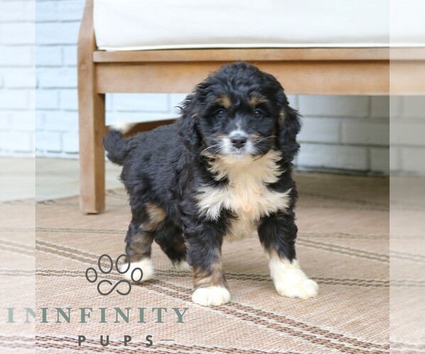Medium Photo #3 Bernedoodle (Miniature) Puppy For Sale in NARVON, PA, USA