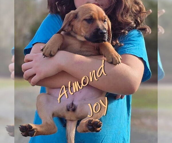 Medium Photo #3 Mutt Puppy For Sale in Vail, AZ, USA