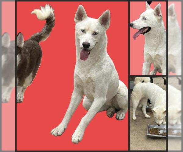 Medium Photo #1 Siberian Husky Puppy For Sale in San Antonio, TX, USA