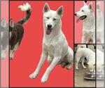 Small Siberian Husky