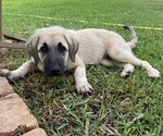 Small #3 Anatolian Shepherd