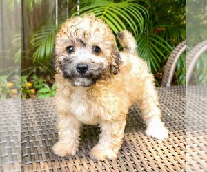 Aussiedoodle Miniature  Puppy for sale in TAMPA, FL, USA