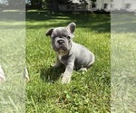 Image preview for Ad Listing. Nickname: Litter of 4